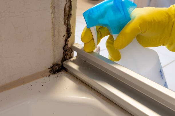 Best Attic Mold Removal  in Gadsden, AL