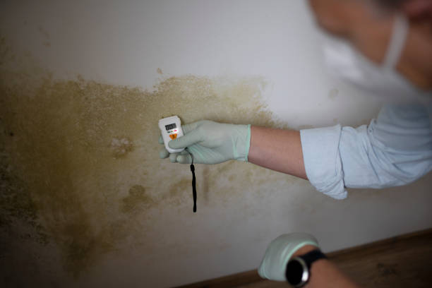 Professional Mold Removal in Gadsden, AL