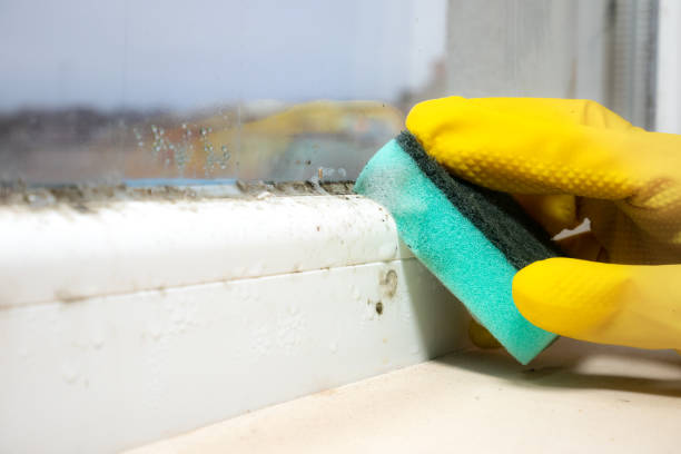 Best Black Mold Removal  in Gadsden, AL