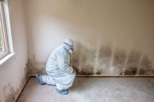 Crawl Space Mold Removal in Gadsden, AL