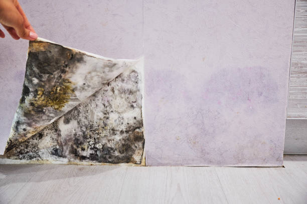 Best Water Damage Restoration  in Gadsden, AL
